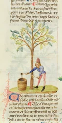 Ms Est 28 M.5.9 fol.165r Collecte de térébenthine, du Grand Herbier par Pedanius Dioscorides (vers 40-90 apr. J.-C.)