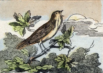 Rossignol. Gravure dans "Buffon Alphabet des Oiseaux n 1". 3e Série N 1. Imagerie d