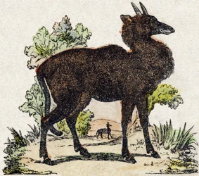 Nyl-ghau (Nyl ghau, animal indien). Gravure dans « Alphabet des animaux sauvages ». 9e Série. Imagerie d