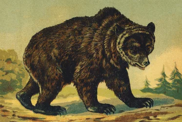 O comme Ours