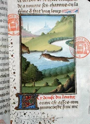 Loutre attrapant un poisson, du Livre de la Chasse par Gaston Phébus de Foix (1331-91)