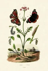 Paon-du-jour, 1833-39