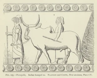 Persépolis, Bœuf indien à bosse
