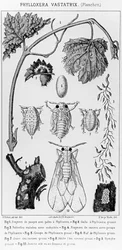 Phylloxera Vastatrix, vers 1850