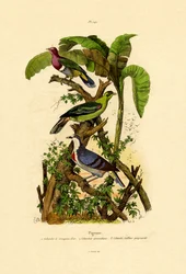 Pigeons, 1833-39