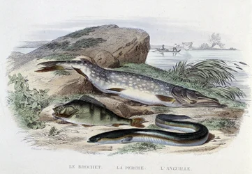 Poissons : Le brochet, la perche, l