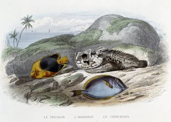 Poissons : Le tricolor, l