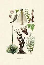 Plantes