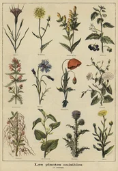 Plantes nuisibles à l