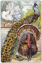 Planche 1: Paon et pigeon paon, Dinde. Gravure dans "Syllabaire alphabet des oiseaux et reptiles". Série A. Pellerin et Cie, imprimeurs-éditeurs, Épinal, fin du 19e siècle.