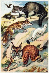 Planche 2: Renard, Fouine, Hermine, Lynx. Gravure dans "Syllabaire alphabet toutes sortes de betteraves". Série A. Pellerin et Cie, imprimeurs-éditeurs, Épinal, fin du 19e siècle.