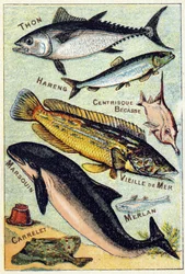 Planche 3: Thon, Hareng, Bec centrique, Vieille mer, Marsouin, Merlan, Tuile. Gravure dans "Syllabaire alphabet des poissons de mer et d