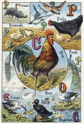 Planche 3 : Pintades, pigeons, poussins, poule, coq, paon, cygnes, oies, canards. Gravure dans « Alphabet syllabaire des animaux domestiques et de basse-cour ». Série A. Pellerin et Cie, imprimeurs-éditeurs, Épinal, fin du XIXe siècle