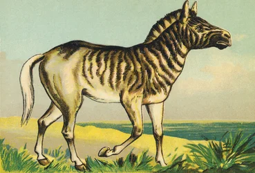 Q comme Quagga (ou couagga, sous-espèce de zèbre éteinte en 1883)