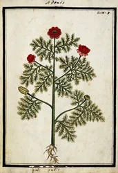 Adonis rouge, vers 1700