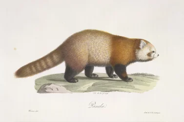 Panda roux, de Histoire Naturelle des Mammifères