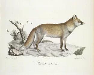 Renard ordinaire, de Histoire Naturelle des Mammifères