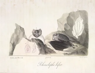 Rhinolophe bifer. Chauves-souris vampires, de Histoire Naturelle des Mammifères