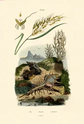 Riz, 1833-39