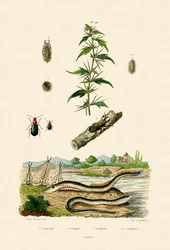 Xanthium strumarium