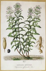 Saponaria officinalis, XIXe siècle