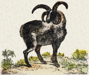 Mouton. Gravure dans "Alphabet des animaux sauvages". 9e Série. Imagerie d