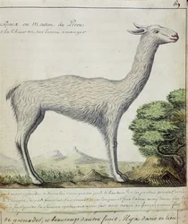 Moutons du Pérou (Lama ou Alpaga)