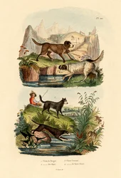 Chien de berger, 1833-39