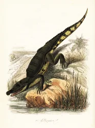 Caïman à lunettes, Caiman crocodilus