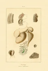 Estomac