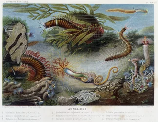 Sunapte de Duvernoy - dans « Le Monde de la Mer » par Alfred Fredol, éd. Paris, Hachette