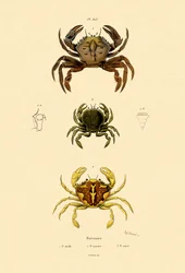 Crabes nageurs