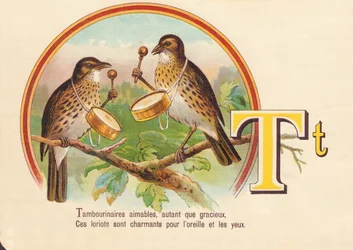 T : Tambourinaires gentils, autant que gracieux, ces loriots sont charmants pour l