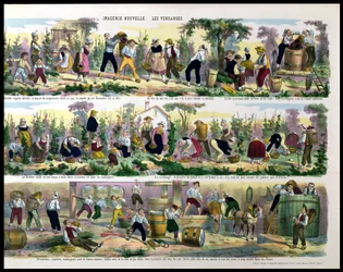 La Récolte du raisin, Imagerie de Pont-à-Mousson