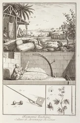 La culture du coton, de l