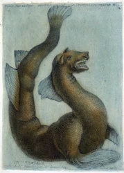 Le chameau marin. Illustration par M. Toussaint (1756) dans « Observations périodiques sur la physique, l