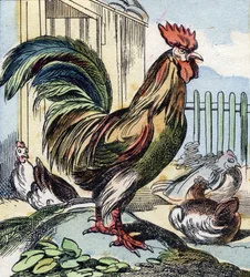 Le coq. Gravure dans "Buffon Alphabet des Oiseaux n° 2". 3e Série n° 2. Imagerie d