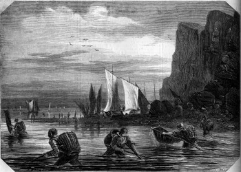 La pêche à la crevette aux environs du Havre, Seine-Maritime (76)