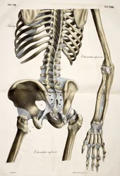 Thorax, tiré de Planches anatomiques du corps humain exécutées d