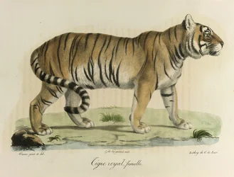 Tigre royal, femelle. Une tigresse royale, de Histoire Naturelle des Mammifères