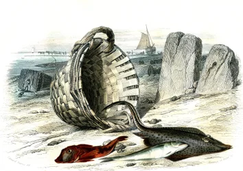 Trigle grondin (Trigle cuculus), merlan (merlangius merlangus), raie grondin (dipturus batis) - Planche extraite de Histoire Naturelle par Bernard Germain de Lacépède (1856-1925), édition P. Furme, Paris