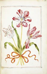 Tulipes, 18ème siècle