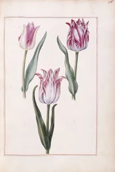 Tulipes, 18e siècle