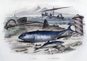 Thon et maquereau - dans "Histoire naturelle" par Lacépède, T.II, éd. Furne et Cie, Paris