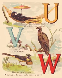 U V W : Émeu noir, vautour, bergeronnette, whisky