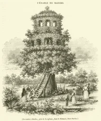 Un erable a Matibo, pres de Savigliano, dans le Piemont, Etats Sardes (engraving)
