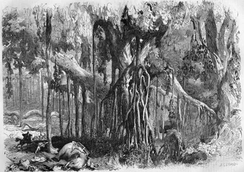 Une forêt de banians, en Inde