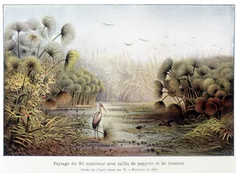 Passage du Nil supérieur avec des papyrus et des taillis de roseaux