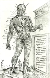 Système vasculaire selon Charles Etienne, de De dissectione partium corporis humani libri tres, 1545