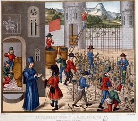 Culture de la vigne et vinification au Moyen Âge